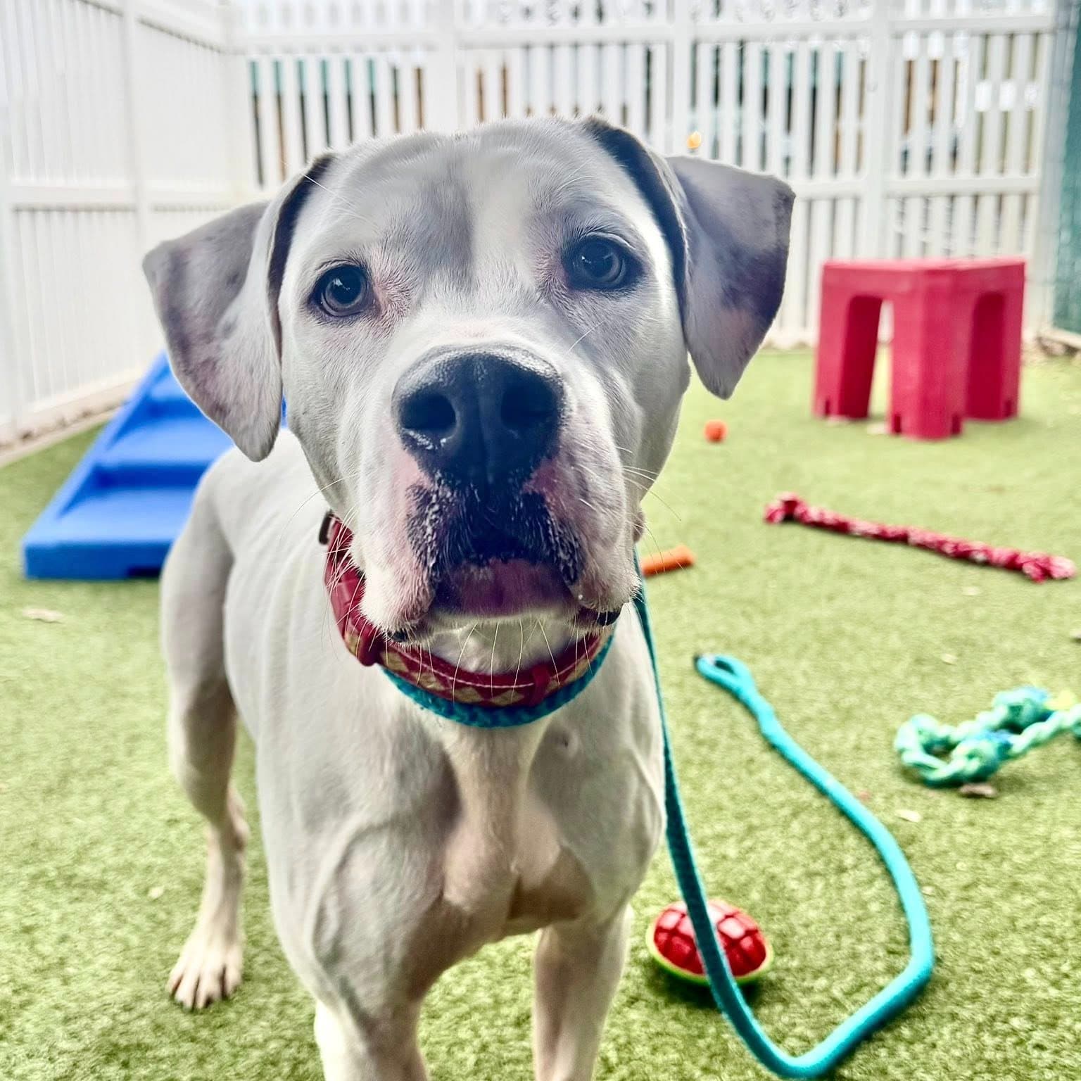 A shelter animal looking for a home
