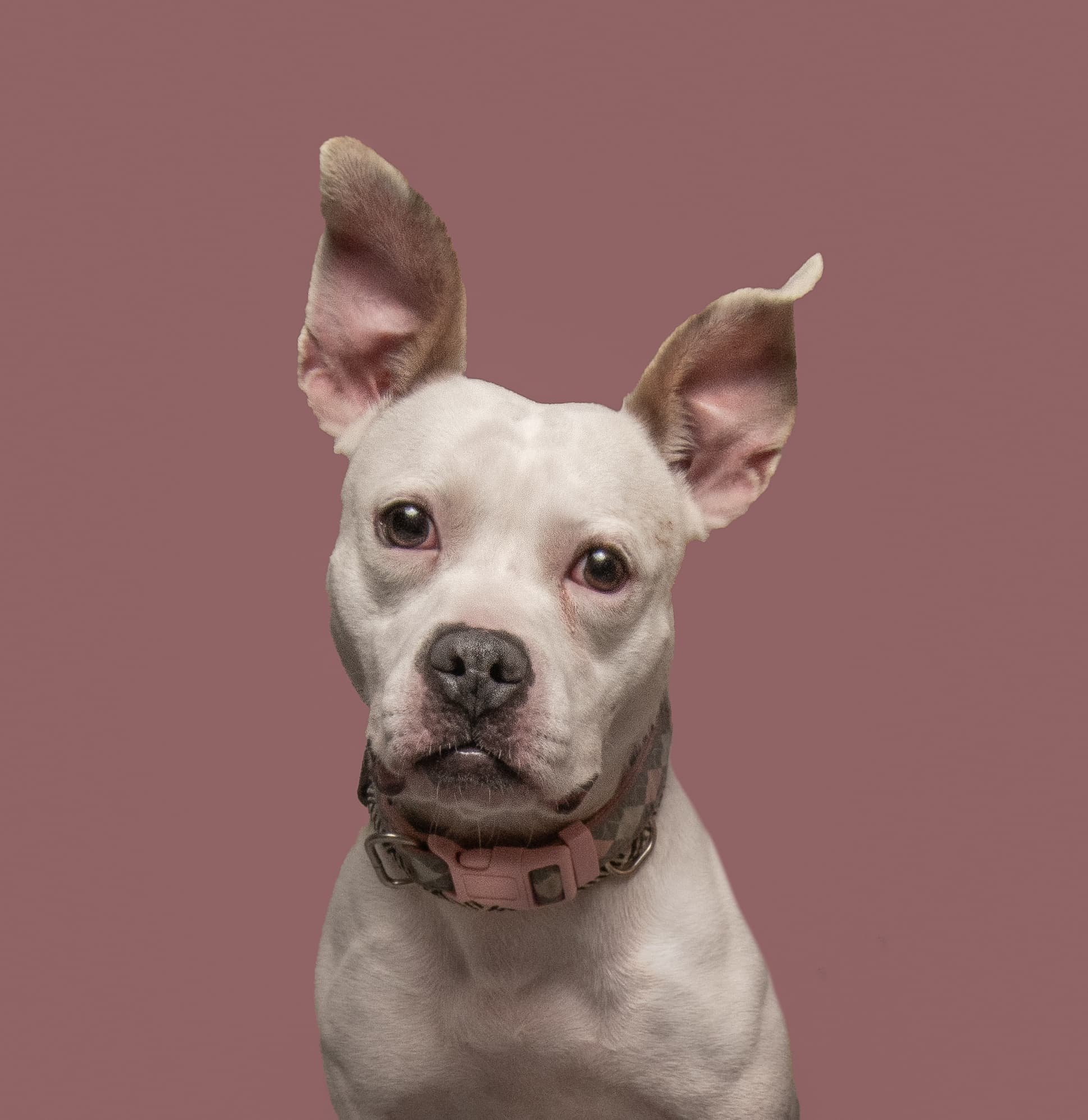 Asia, a shelter pet looking for a home