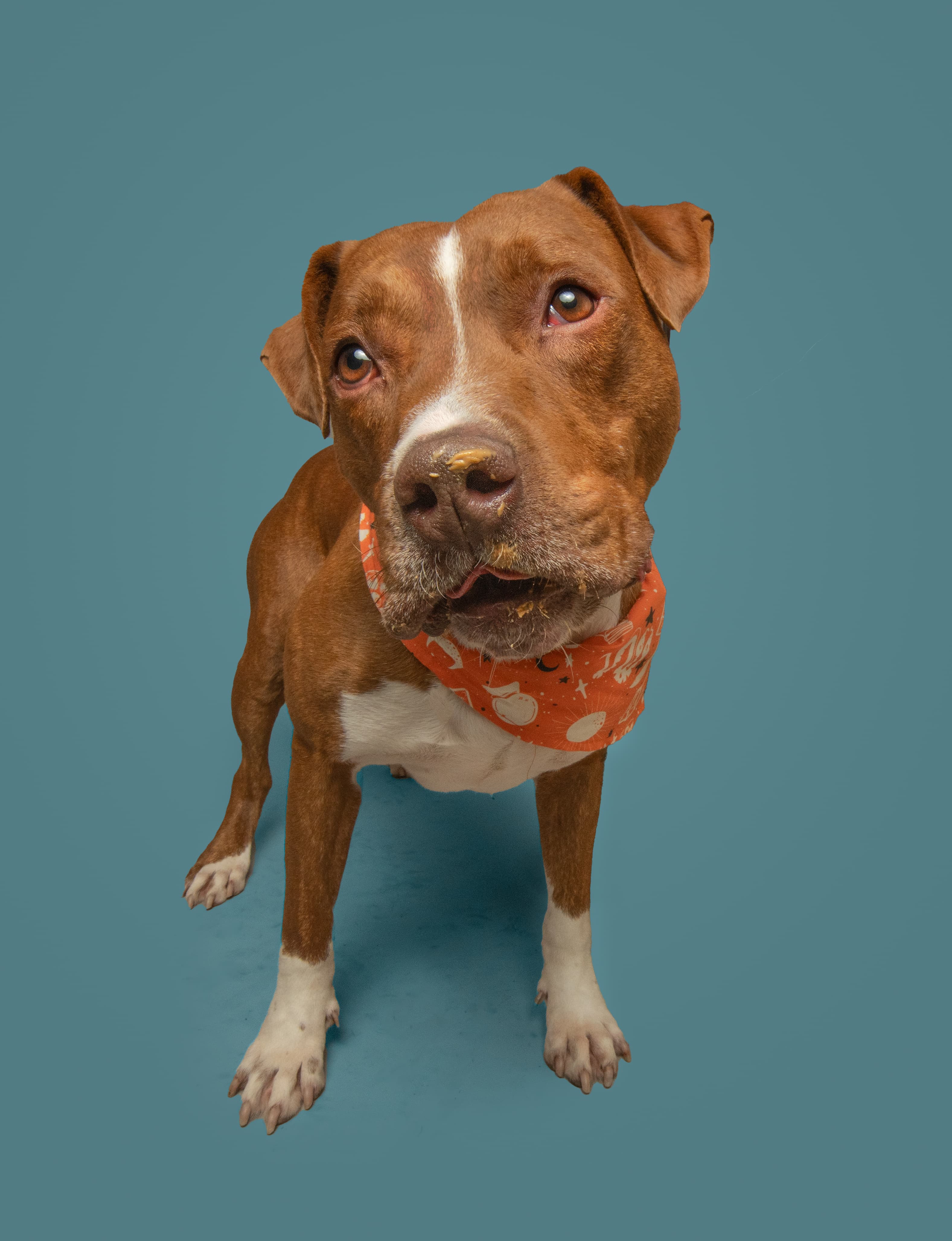 Cederick, a shelter pet looking for a home