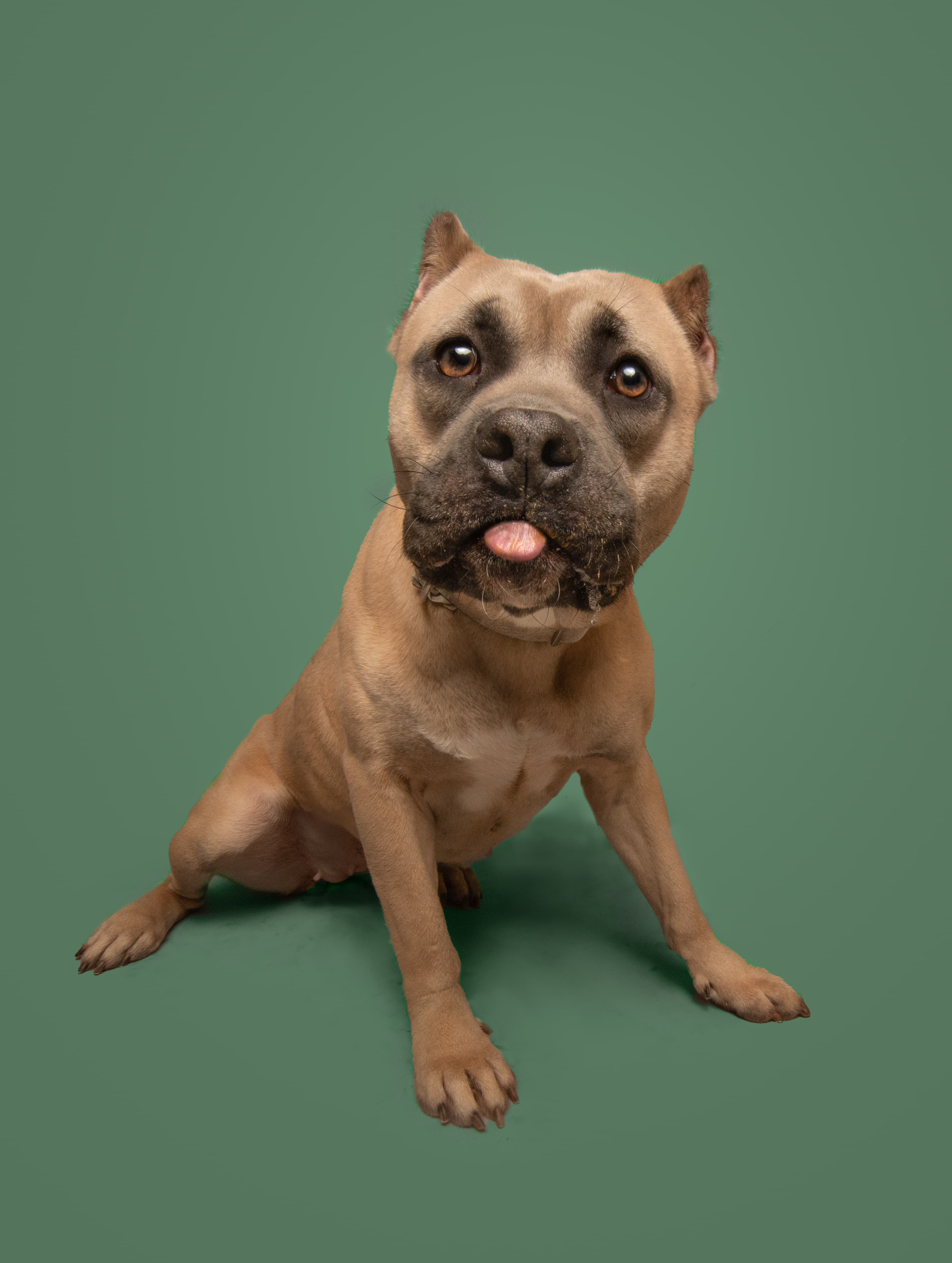 Dua Lipa, a shelter pet helped by SAVE