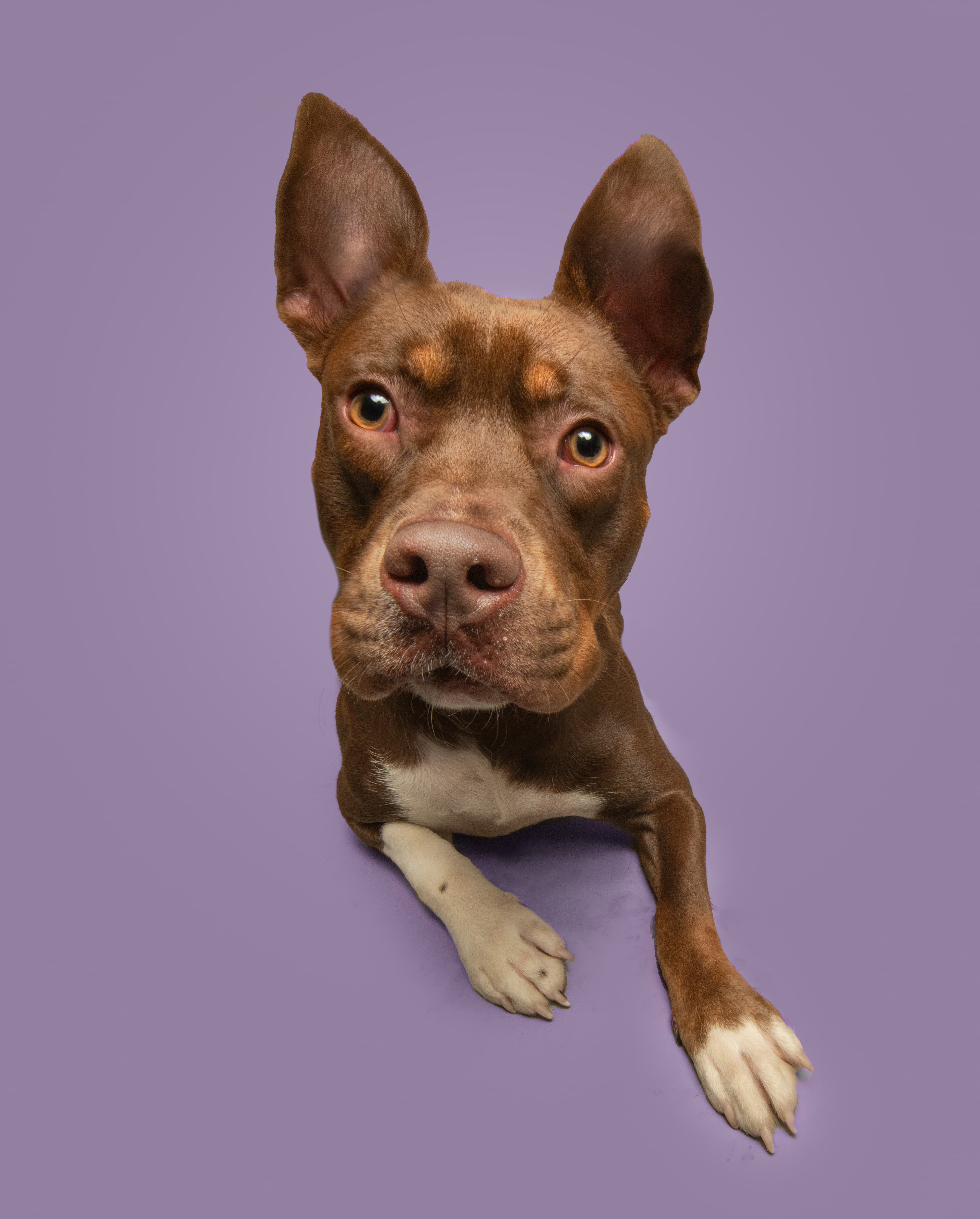 Howard, a shelter pet helped by SAVE