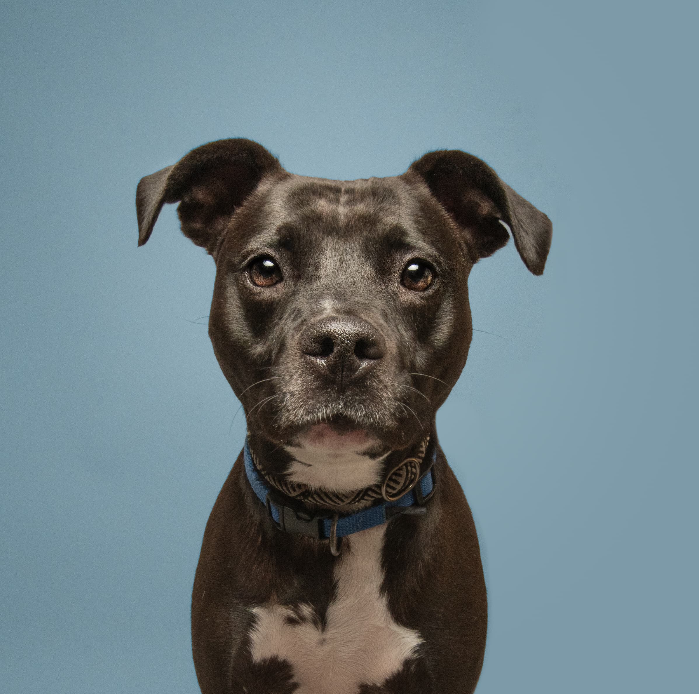 Keno, a shelter pet helped by S.A.V.E.