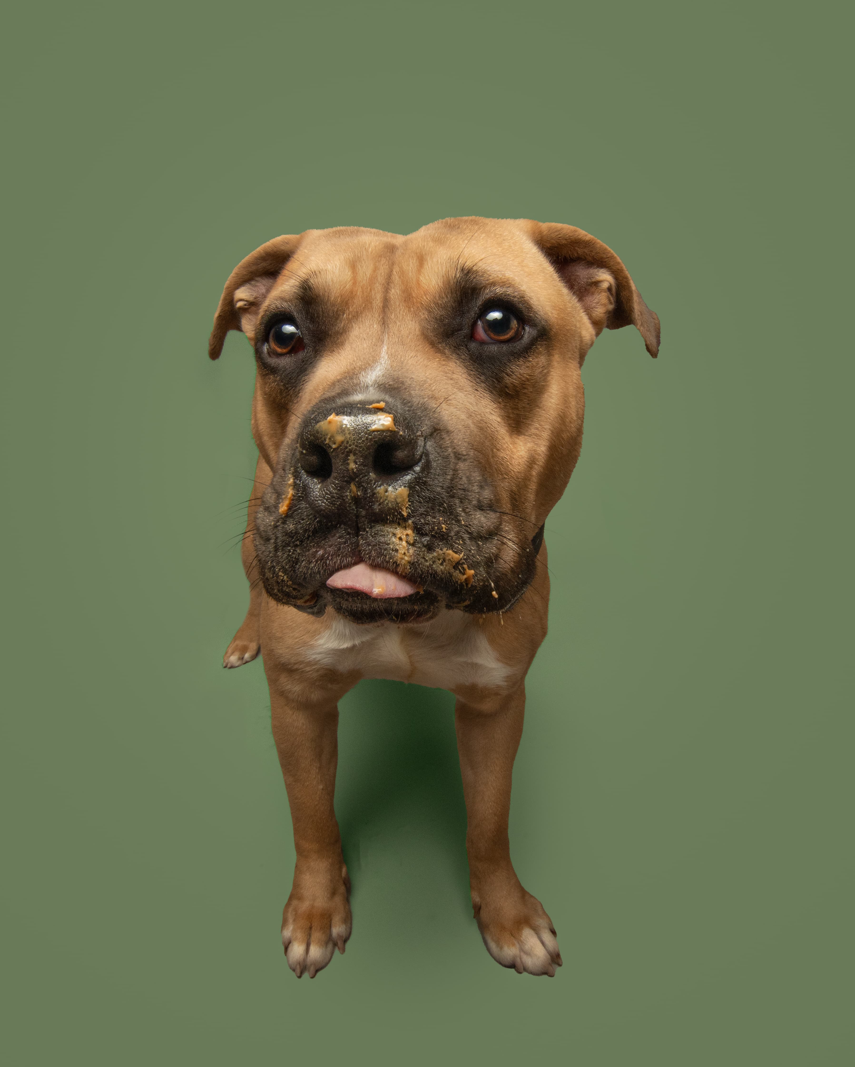 Mirage, a shelter pet looking for a home