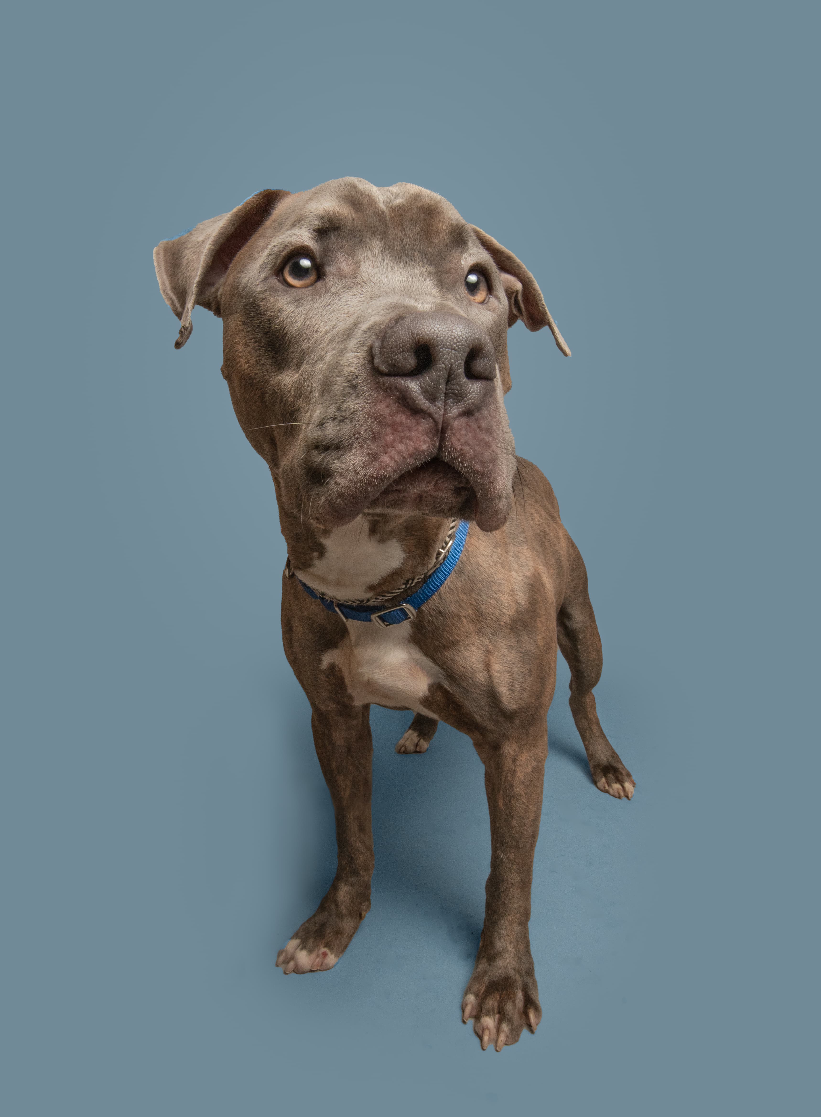 Nitro, a shelter pet helped by S.A.V.E.