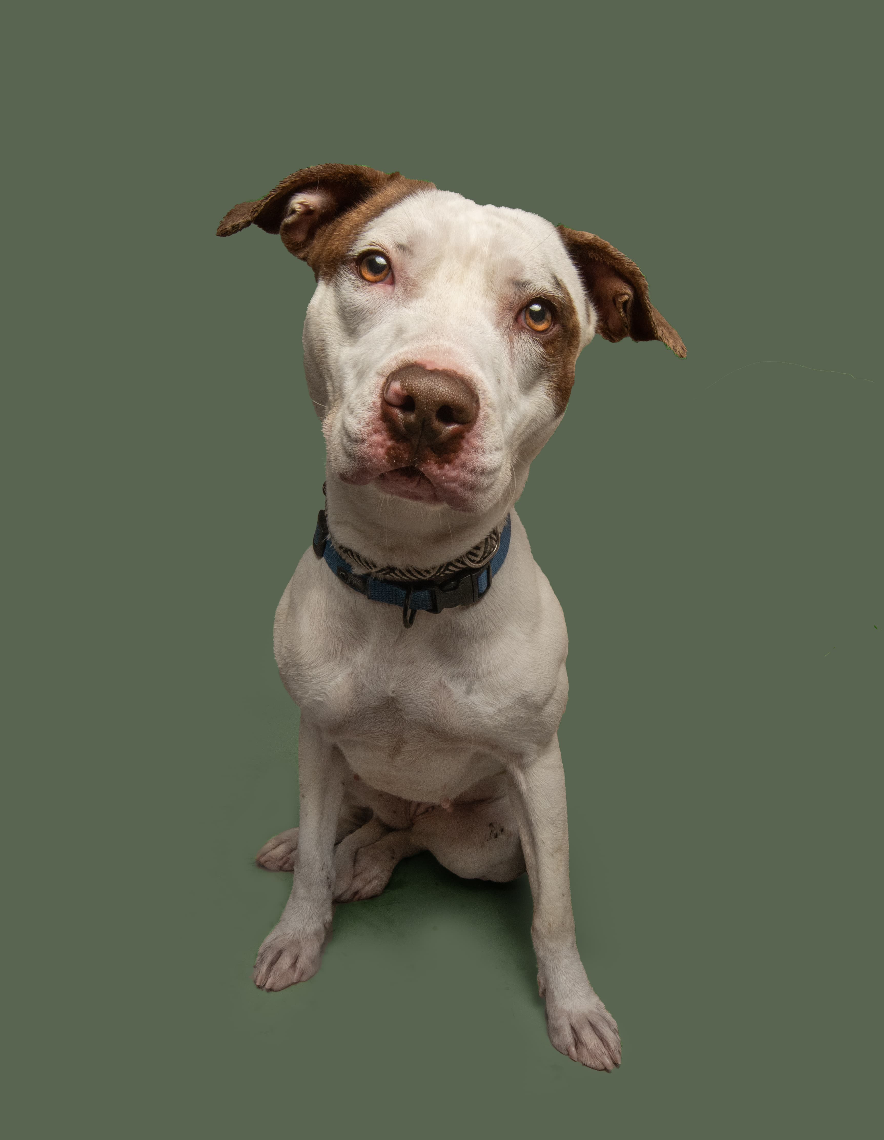 Sally, a shelter pet looking for a home