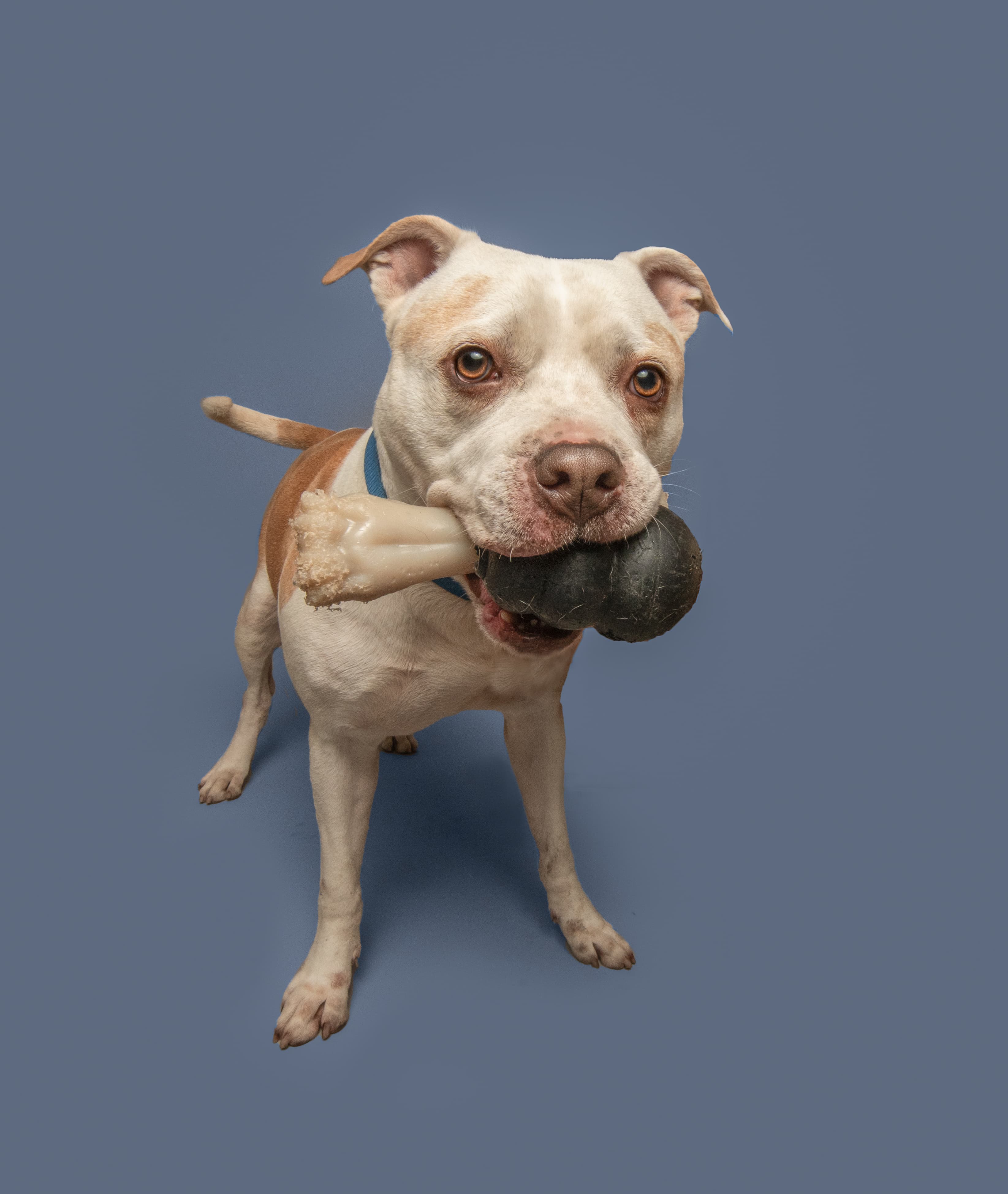 Sunbeam, a shelter pet helped by S.A.V.E.