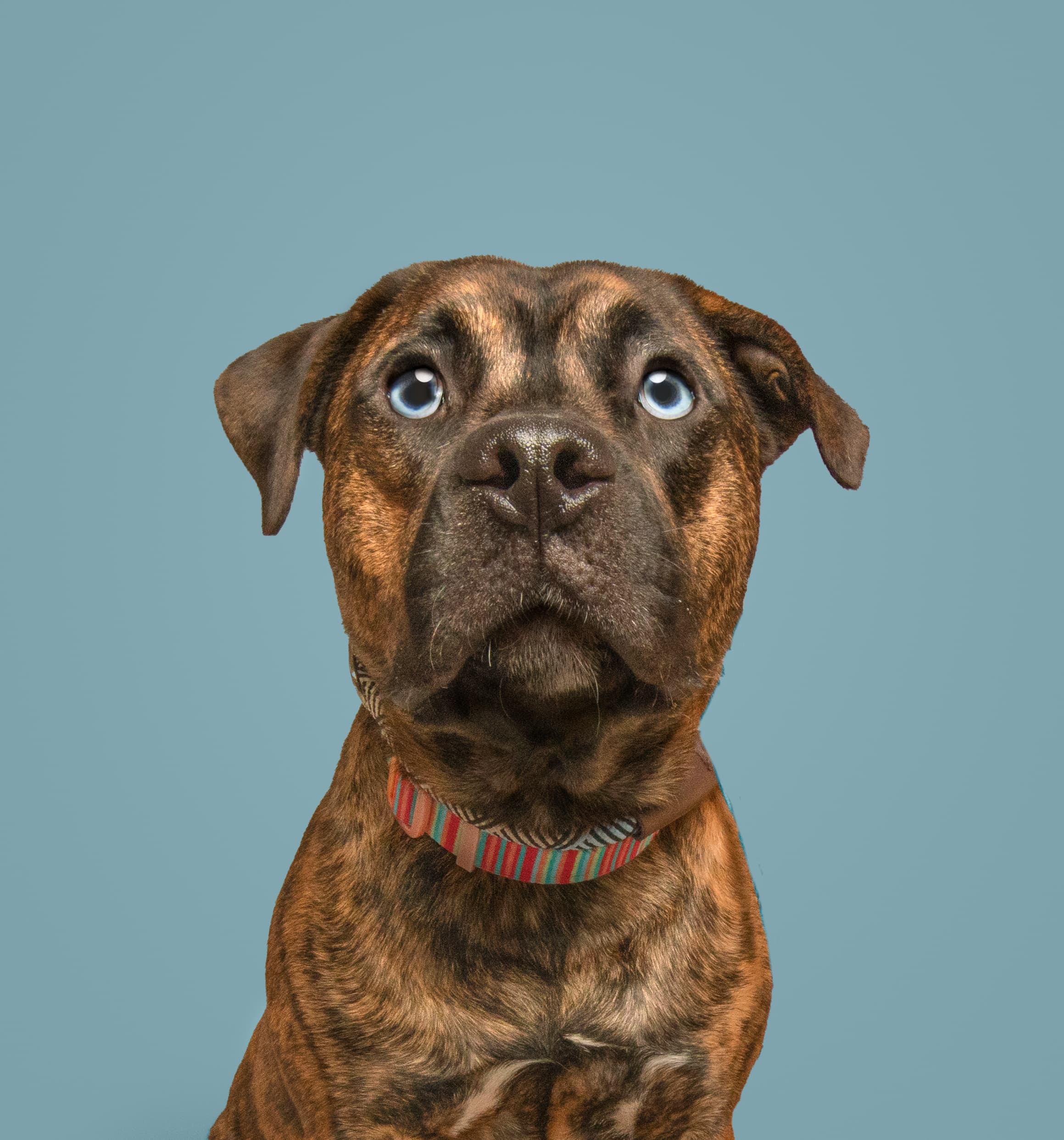 Tiger, a shelter pet helped by S.A.V.E.